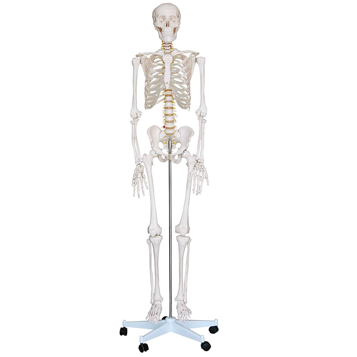 Human Anatomy Skeleton - Full Size Model 6 ft. Tall with Stand - Buy  Hospital, Healthcare equipment, accessories and machines online at  Mygetwellstore